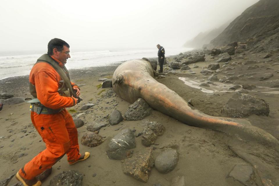 A man in an orange flight suit approaches a dead whale on a rocky shore as another man watches.