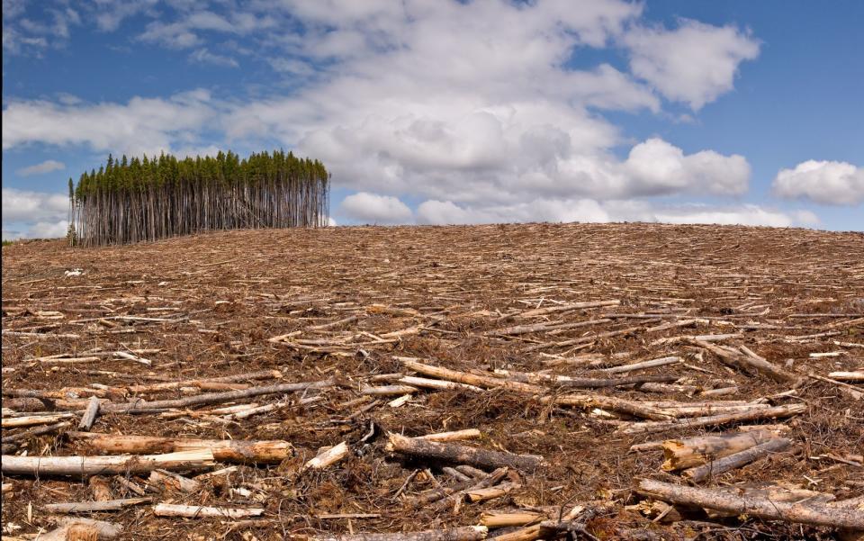 Laut Greenpeace verschwindet alle drei bis vier Sekunden ein Stück Wald in der Größe eines Fußballfeldes von unserem Planeten. Dabei sind Wälder unverzichtbar im Kampf gegen die Klimakrise, da sie große Mengen CO₂ aus der Atmosphäre ziehen und im Holz sowie im Waldboden speichern. Mit Ihrem alltäglichen Handeln können auch Sie dazu beitragen, dass ein kleines Stück Wald mehr erhalten bleibt. (Bild: iStock / eppicphotography)