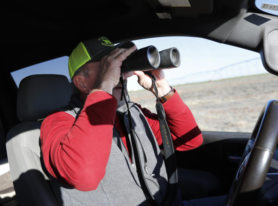 Tim Black uses binoculars to check out a newborn calf on his Muleshoe, Texas, farm on Monday, April 19, 2021. The longtime corn farmer now raises cattle and plants some of his pasture in wheat and native grasses because the Ogallala Aquifer, used to irrigate crops, is drying up. (AP Photo/Mark Rogers)