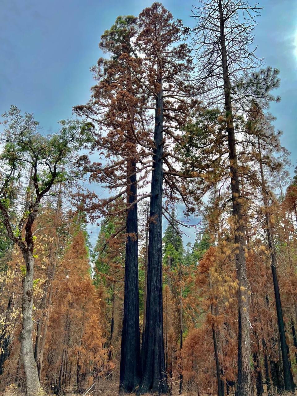 Las Huérfanas fotografiadas el sábado 11 de junio de 2023 después de que sufrieran graves daños en una quema prescrita en octubre de 2022 en el Calaveras Big Trees State Park. La secuoya gigante de la derecha tiene un alto riesgo de morir, ya que no quedan agujas verdes en la copa, dicen los expertos.