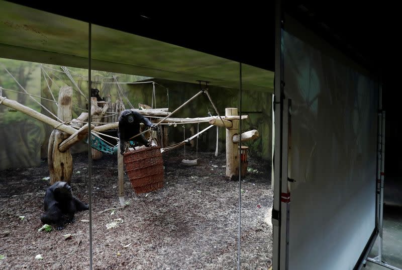 Chimpanzees in locked-down Czech zoos keep in touch over video