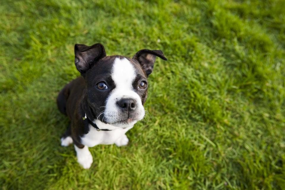 4) Boston Terrier