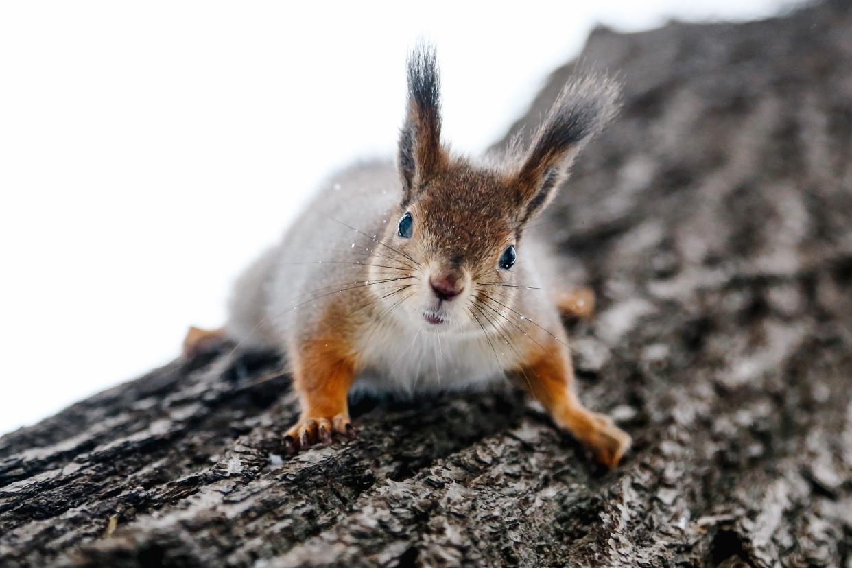 Eichhörnchen gelten als die Tiere, die am häufigsten mit Stromausfällen in Verbindung gebracht werden (Bild: Getty).