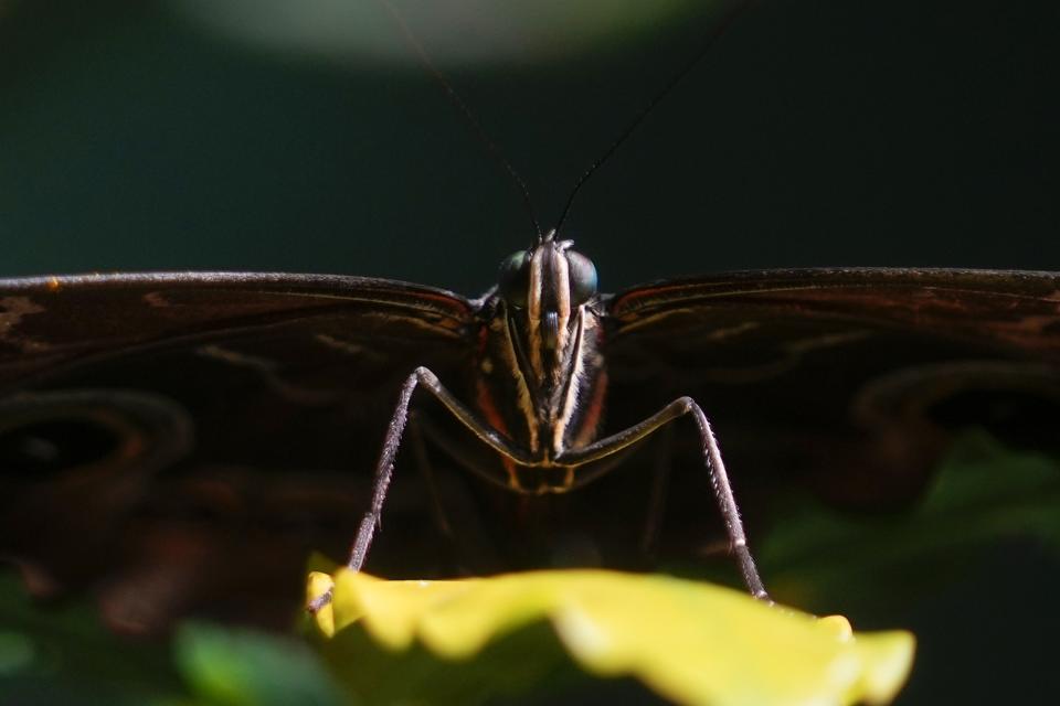 A Morpho Helenor butterfly stands on a leaf at the greenhouse of the Museo delle Scienze (MUSE), a science museum in Trento, Italy, Monday, May 6, 2024. The Butterfly Forest was created to bring public awareness to some of the research that MUSE is doing in Udzungwa Mountains to study and protect the world’s biodiversity against threats such as deforestation and climate change. (AP Photo/Luca Bruno)