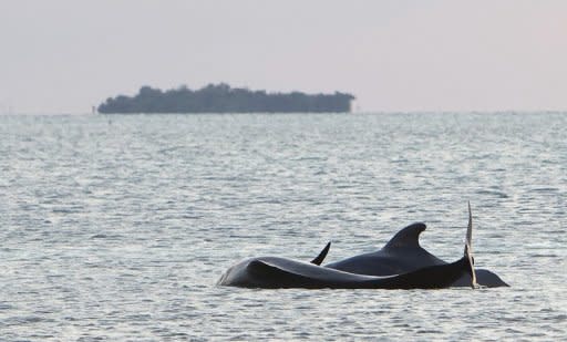 File photo shows two pilot whales. With the constant churn of freighter propellers and the underwater din of military testing, ocean noise levels have become unbearable for some sea mammals