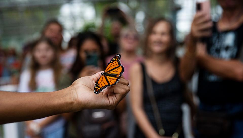 Carleigh March, an educator at the Florida Native Butterfly Society’s butterfly house in Fort Myers releases butterflies on Friday, July 28, 2023. The Florida Native Butterfly Society’s butterfly house closed on Friday.