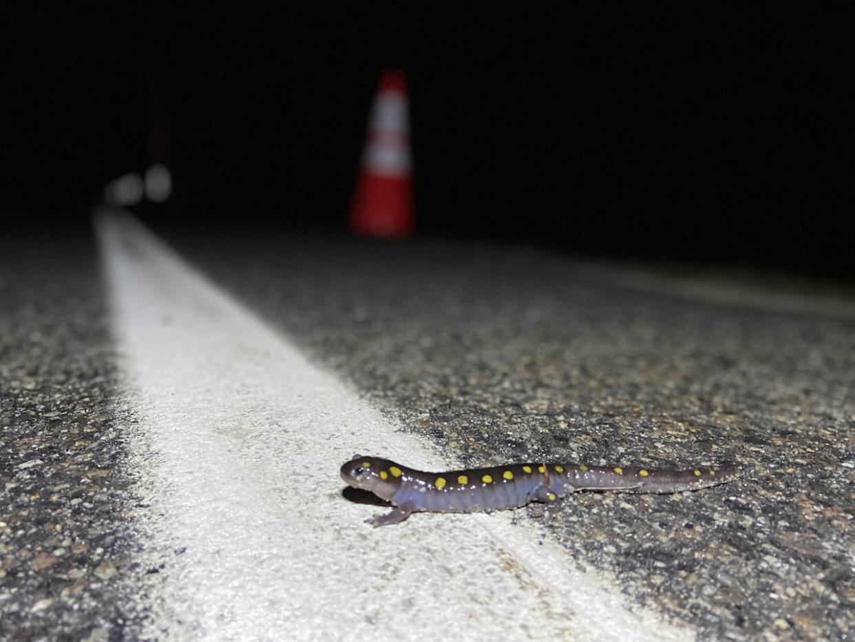 It's called a 'Big Night': volunteers come out to help migrating amphibians cross roadways each spring. It's a popular event in Maine, but is just getting started in Campobello, N.B. (Erin McAllister/Submitted by Sally Stockwell - image credit)