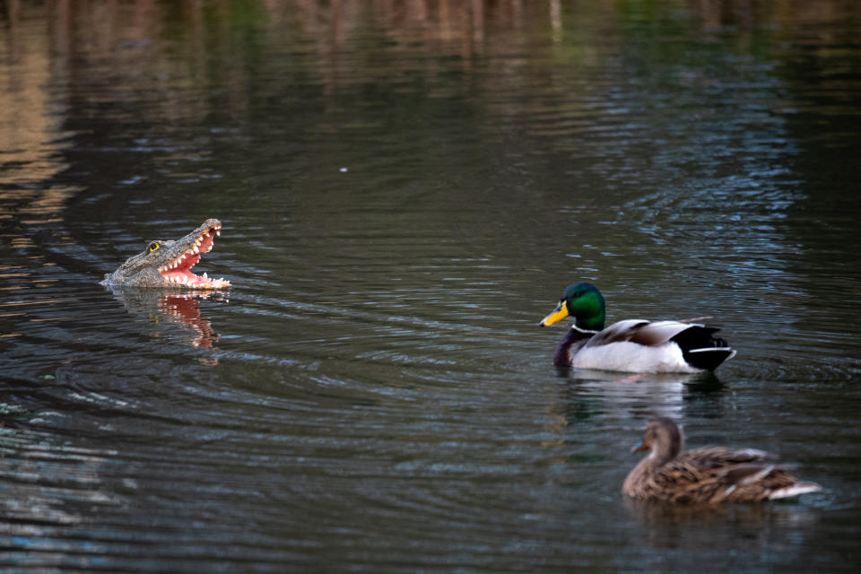 A village has been left bemused over rogue wildlife in the local pond following the mysterious appearance of an alligator. The miniature 'predator' has been floating in the water in Barton, Cambs., since just before Christmas, with its jaws gaping wide and its 'fierce' pointy teeth bared. But the tiny alligator certainly hasn't fazed the other wildlife that frequents the pond - and has become the talking point of the residents of Barton, which has a population of just 850 people.