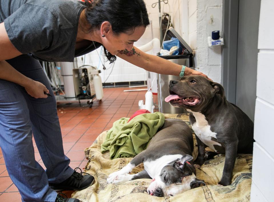 Carly Ciancetta pats Roland on the head as he watches over Luna, a patient coming out of surgery, at Gahanna Animal Hospital.