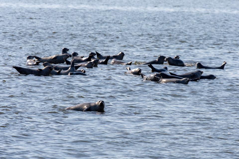 Seals jockey for a position on the rocks and bask in the sun as the weather warms up at Sandy Hook in Middletown, NJ Thursday, March 14, 2024.