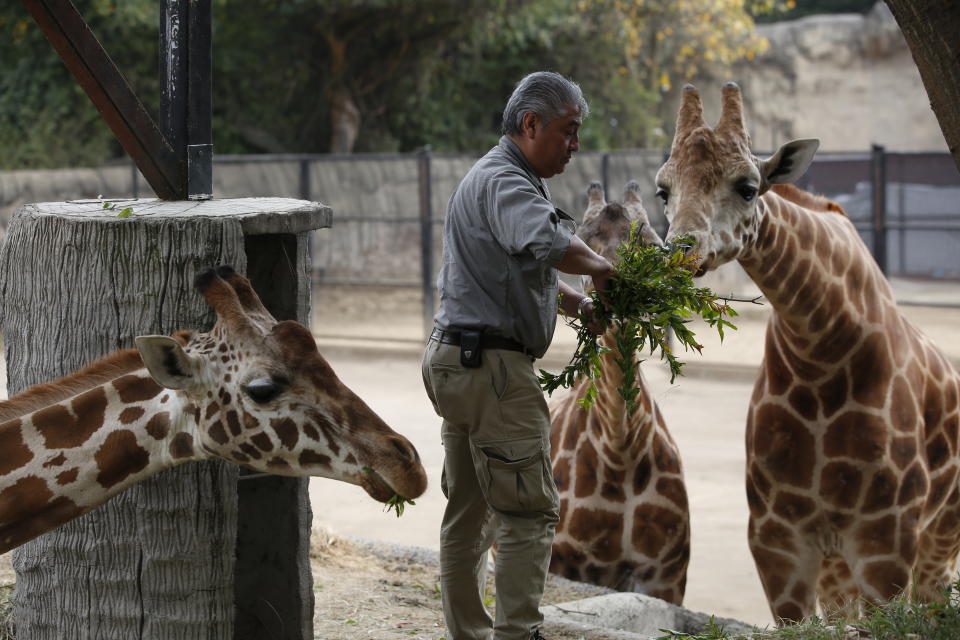 Chapultepec Zoo director zoo director Juan Carlos Sánchez Olmos feeds a giraffe in its enclosure, in Mexico City, Sunday, Dec. 29, 2019. The 96-year-old zoo on the grounds of the capital's central park has a knack for breeding creatures in captivity: This year it welcomed 170 baby animals, including two giraffes, and six Mexican gray wolves, which are in danger of extinction. (AP Photo/Ginnette Riquelme)