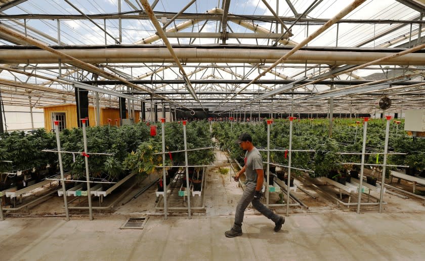 Photographs by Al Seib  Los Angeles Times A WORKER TENDS marijuana plants in Santa Barbara County, where officials have permitted the densest concentration of pot farms in the U.S. "There's a very corrupting influence with the money," one critic says.