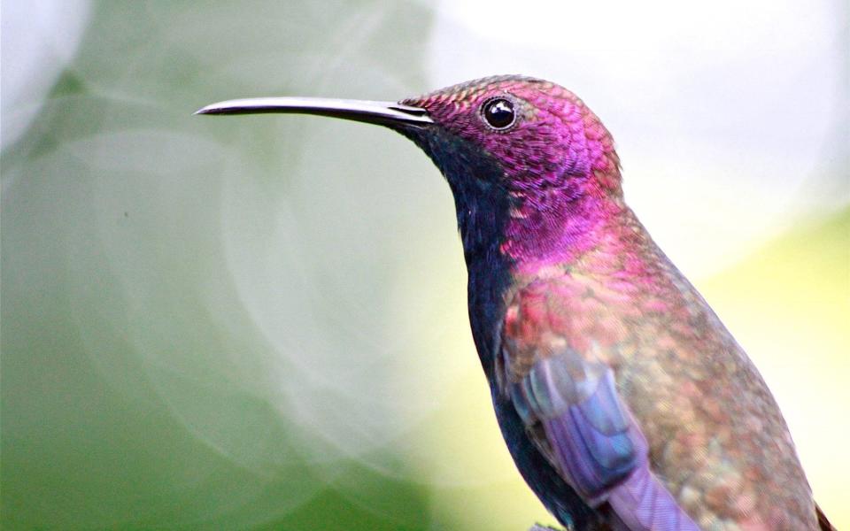 Birdlife in Jamaica - Getty