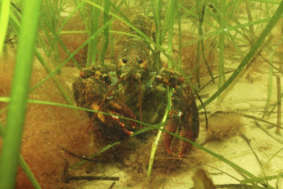 In this undated photo provided by the Massachusetts Division of Marine Fisheries, an American lobster shelters in an eelgrass meadow off shore from Manchester-by-the-Sea, Mass. Seagrass meadows, found in coastlines all coastal areas around the world except Antarctica's shores, are among the most poorly protected but widespread coastal habitats in the world. (Tay Evans/Massachusetts Division of Marine Fisheries via AP)