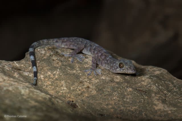 The Gecko Bonkowski was discovered in Laos (Picture: WWF)