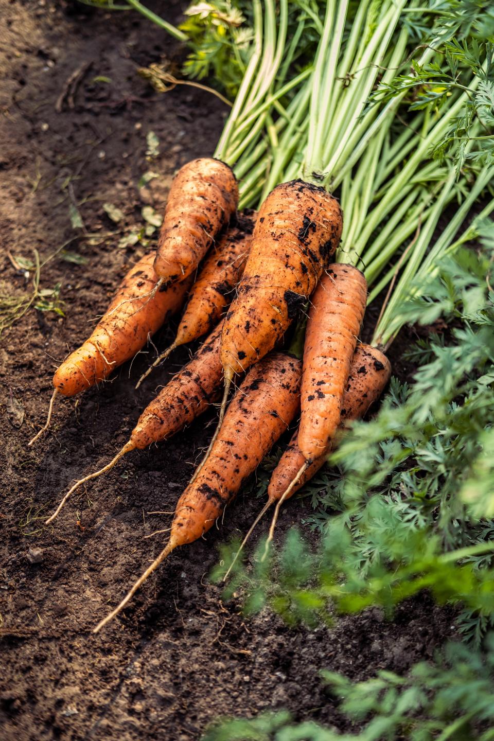 Carrots just been picked