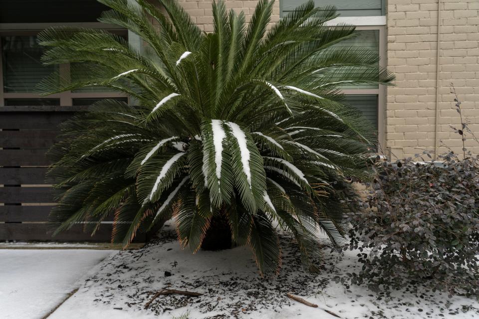 A cycad tree is seen covered by ice and snow on February 16 in Houston, Texas.