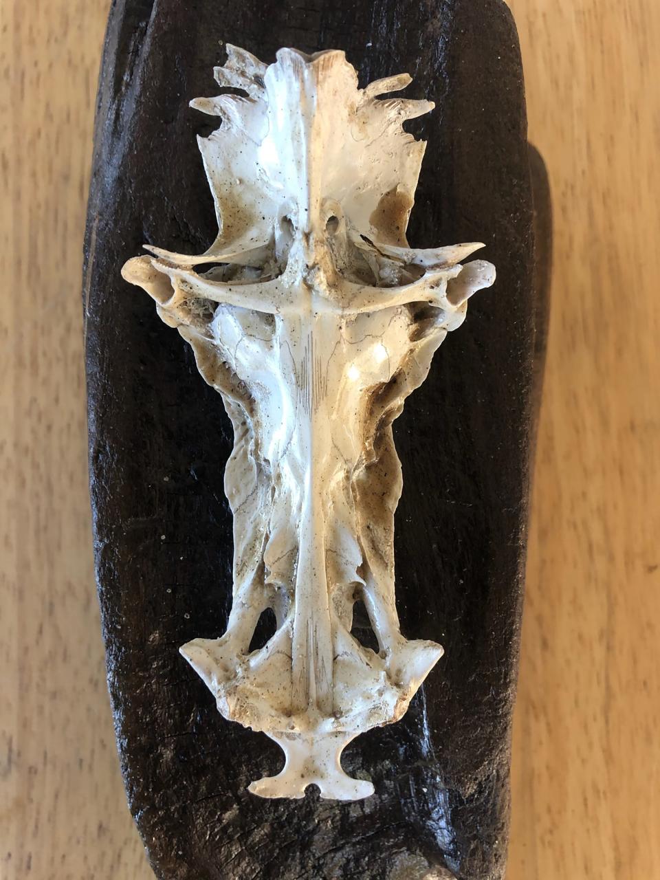 Legend surrounds the skulls of saltwater catfish because the undersides resemble a crucifix.