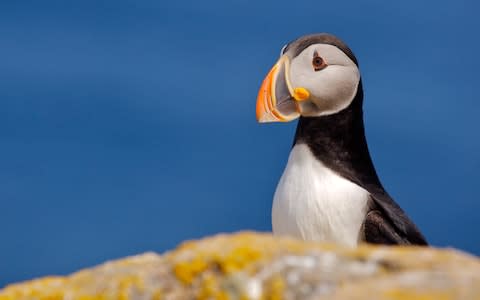 "Atlantic puffins were packed as thickly as Tokyo commuters" - Credit: GETTY