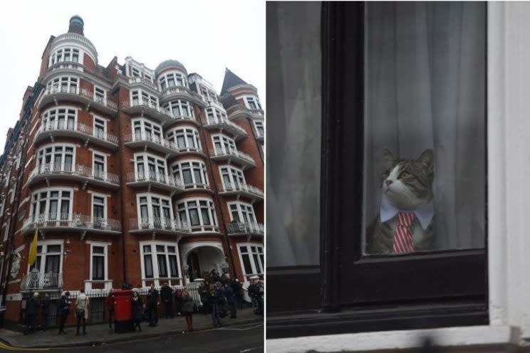 The kitty lives in the embassy with Assange