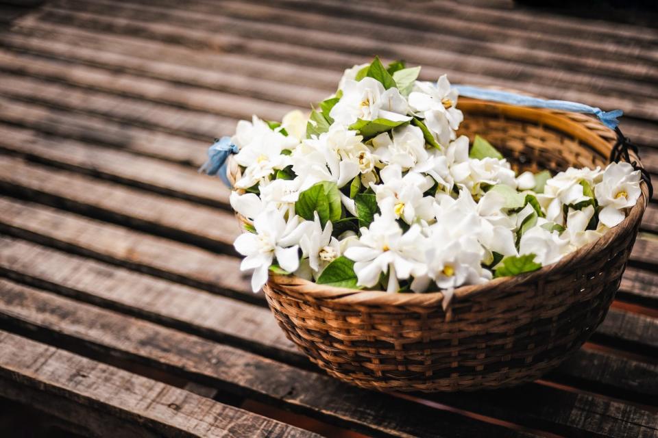 basket of harvested jasmine flowers