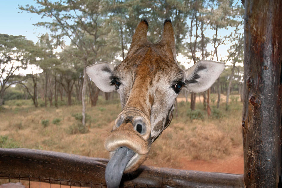 Das Foto der jungen Giraffe ist gleich aus zweierlei Gründen ein Hingucker: Nicht nur die lange blaue Schlabberzunge, die das Tier dem Fotografen entgegenstreckt, und die dazugehörige Grimasse sind lustig, auch scheint dem Tier der Hals zu fehlen. Wo ist er nur hin?