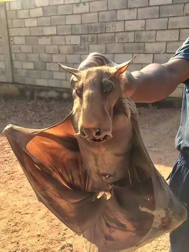 A large bat as big as a human's torso with a long face that has a wide snout making it look like a moose