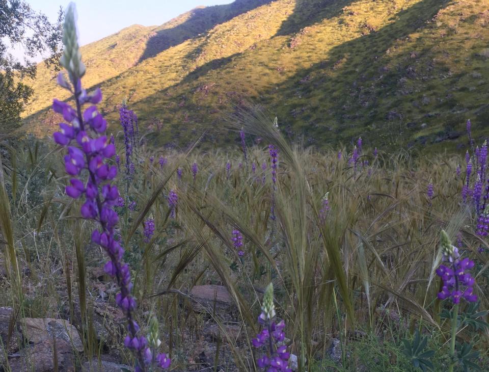 Wildflowers bloom in March 2019 along Araby Trail in Palm Springs.