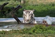 <p>An Indian white tiger cools off in a pond in its enclosure at Chhat Bir Zoo on the outskirts of Chandigarh on May 22, 2016. Temperatures have soared to a scorching 51 degrees Celsius in one Indian city, meteorologists said, with the ferocious heat setting a new national record. Northern Phalodi wilted as the mercury reached a new high on May 20, equivalent to 123.8 Fahrenheit, beating a 60-year-old record. </p>