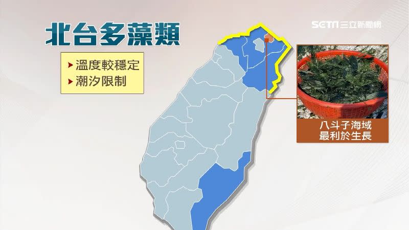 石蓴大多分布在北台灣。
