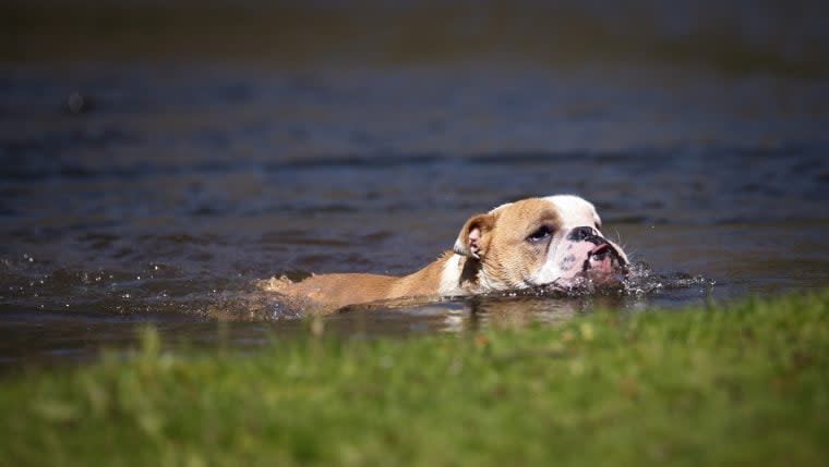 Miniature Bulldog Rescued From Lake Erie by Ohio Firefighters