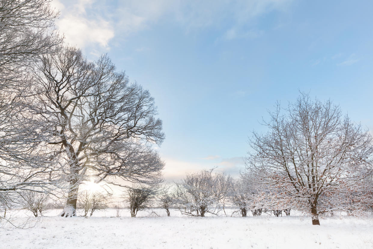 Snow covered tree line with early morning sunrise shining through the bare branches. Landscape in Norfolk UK