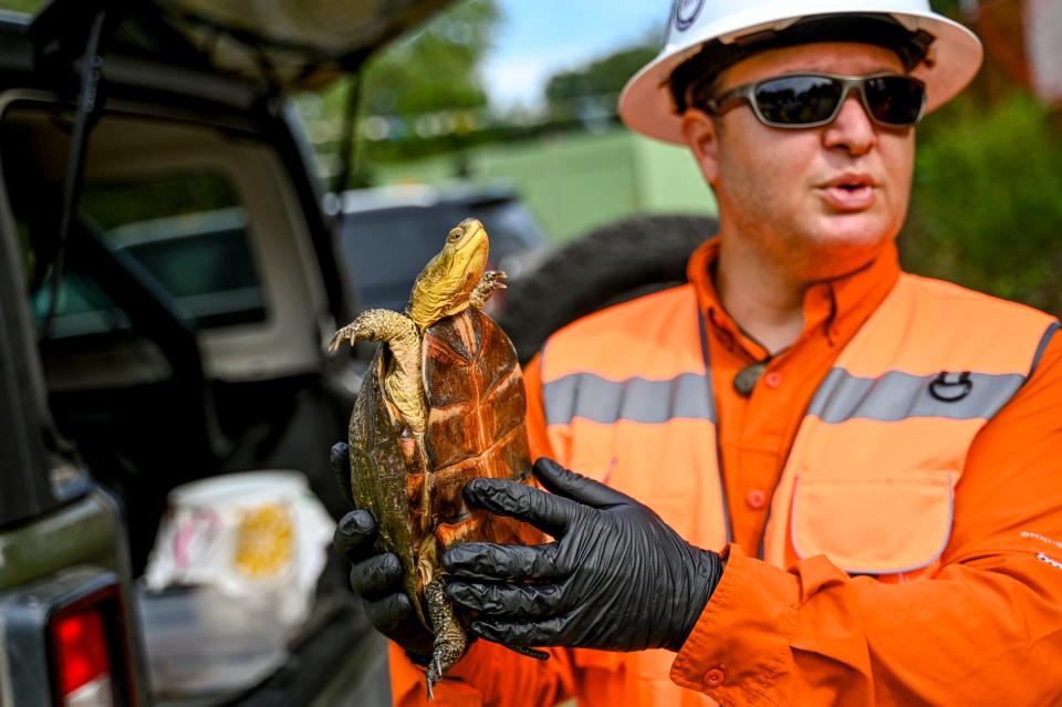 David Mifsud, herpetologist and wetland ecologist, holds a Blanding's turtle while talking about his efforts working with Consumers Energy to keep turtles and other wildlife safe during the construction of the Mid-Michigan Pipeline project on Monday, Aug. 14, 2023, in Unadilla Township.