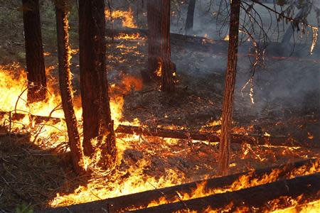 Fire creeps through the forest at the Rim Fire just outside of Yosemite National Park, California, August 27, 2013. REUTERS/David McNew