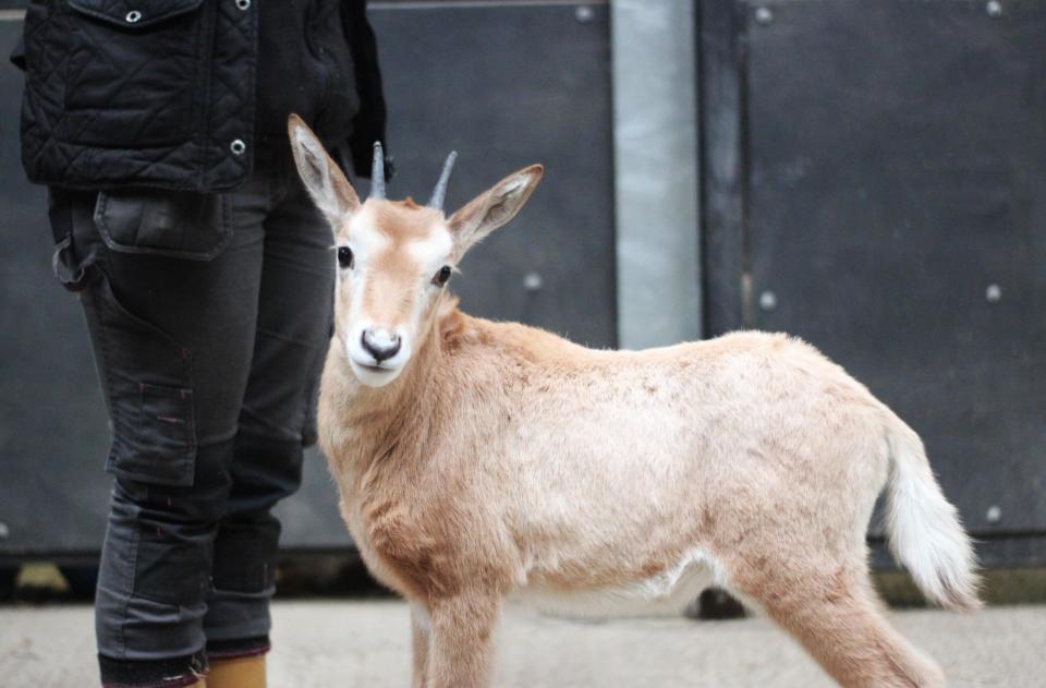 She was gradually introduced to Faye and her calf and the zoo say they have created a