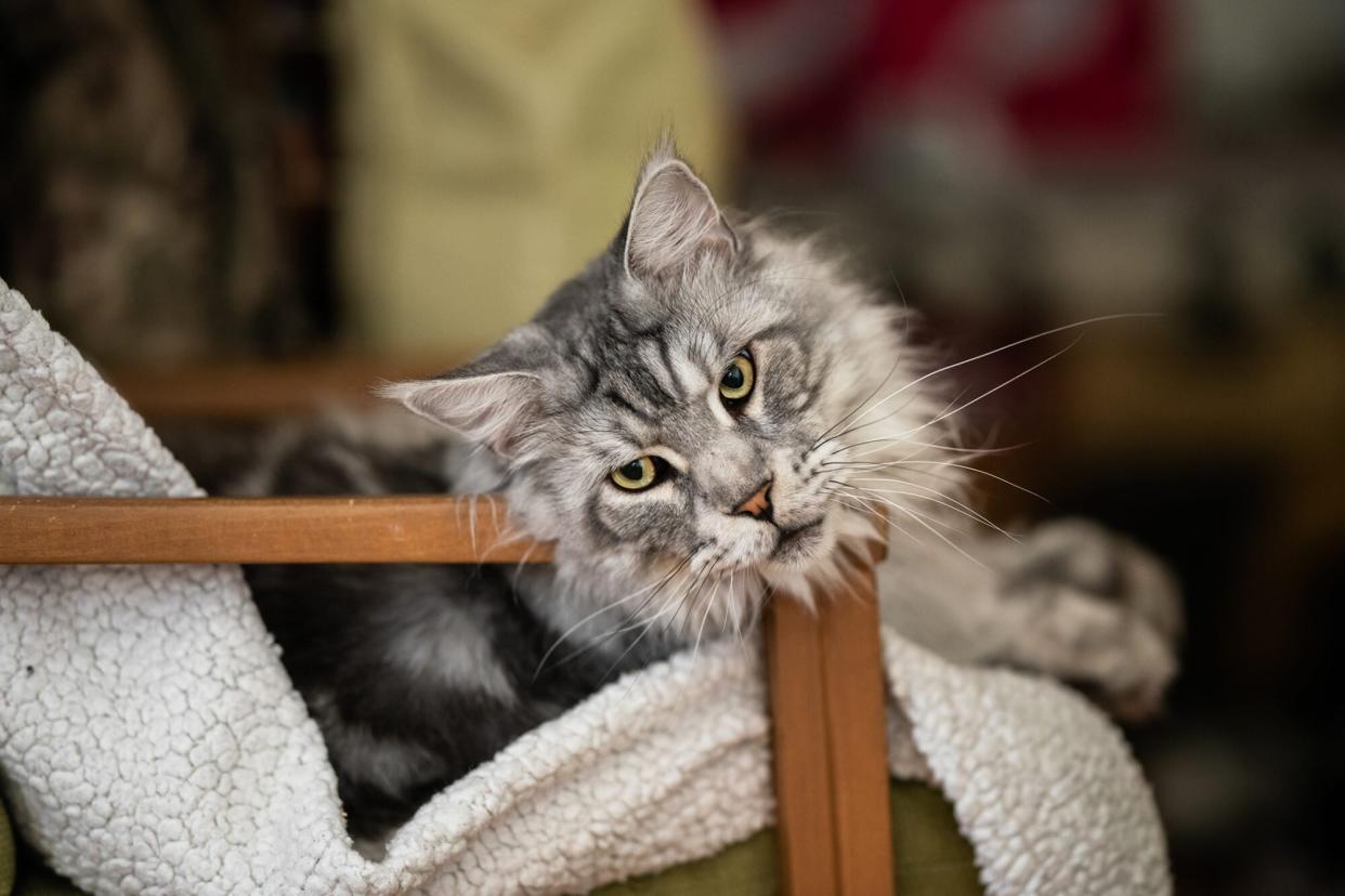 large silver maine coone cat laying on a chair