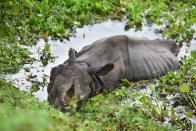 KAZIRANGA, INDIA - JULY 18, 2020: A rhino rests near NH 37 after straying out from flood-affected Kaziranga National Park, in Nagaon district of Assam ,India - PHOTOGRAPH BY Anuwar Ali Hazarika / Barcroft Studios / Future Publishing (Photo credit should read Anuwar Ali Hazarika/Barcroft Media via Getty Images)