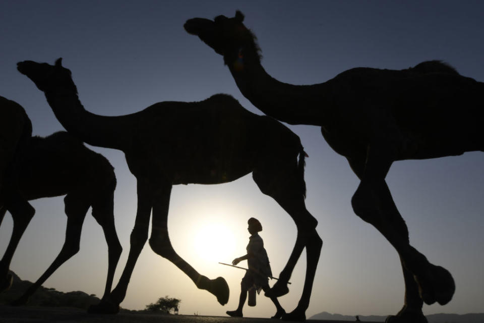 India society camel fair