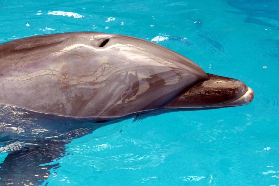 ODESA, UKRAINE - APRIL 27, 2022 - One of the six dolphins evacuated from Kharkiv, a city in northeastern Ukraine that is under constant fire from Russian invaders, lives in a separate swimming pool and goes through rehabilitation at the Odesa Dolphinarium, Odesa, southern Ukraine. (Photo credit should read Yulii Zozulia/ Ukrinform/Future Publishing via Getty Images)