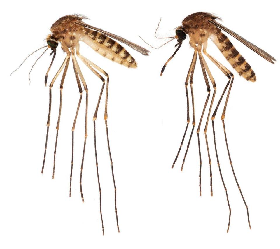 Culex lactator, a species of mosquito that has recently been spotted in Florida.