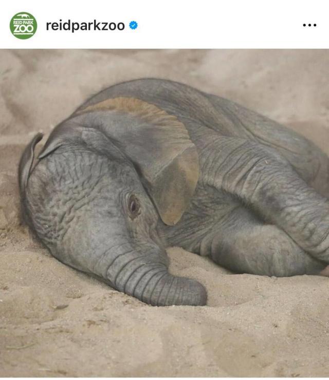 Toledo Zoo welcomes baby elephant