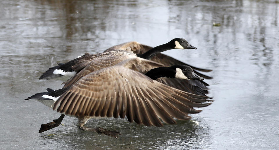 Canada goose on frozen lake in Mannheim