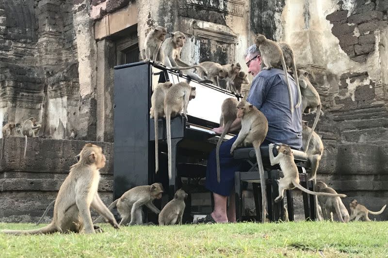 British musician Paul Barton plays the piano for monkeys that occupy abandoned historical areas in Lopburi