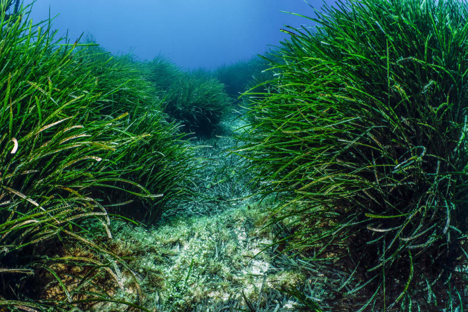 地中海的第勒尼安海（Tyrrhenian Sea）中有許多海草，是守護當地沿海生態的關鍵物種。