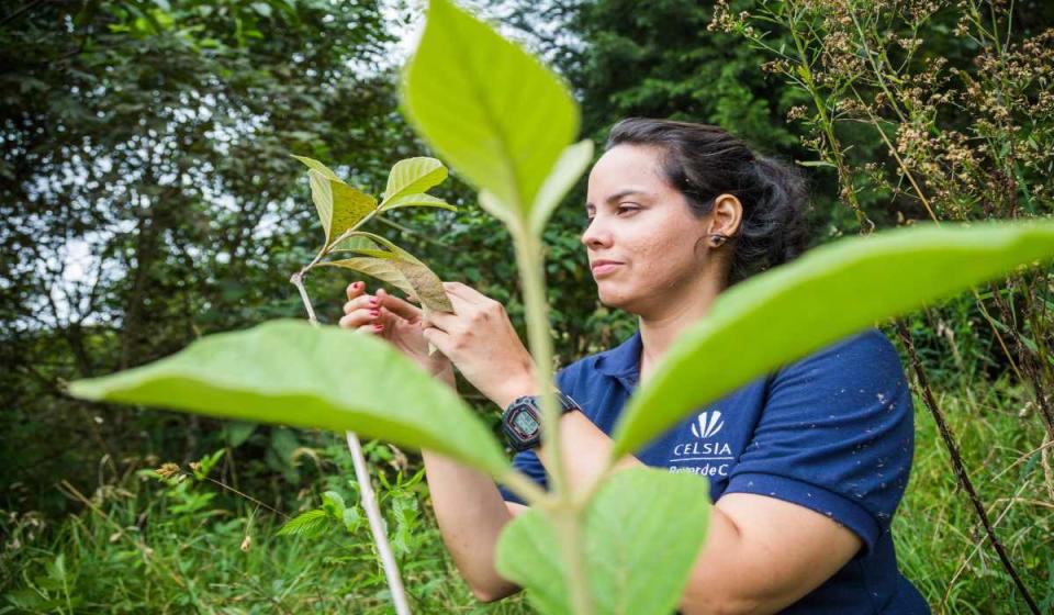 Celsia promueve la siembra de árboles en Colombia. Imagen cortesía: Grupo Argos