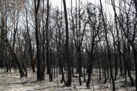 Charred trees are pictured in a patch of forest burnt during the recent bushfires near Batemans Bay