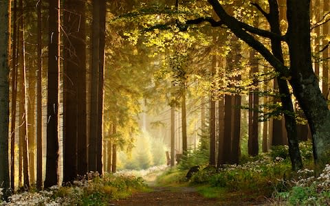 Forest Germany - Credit: istock