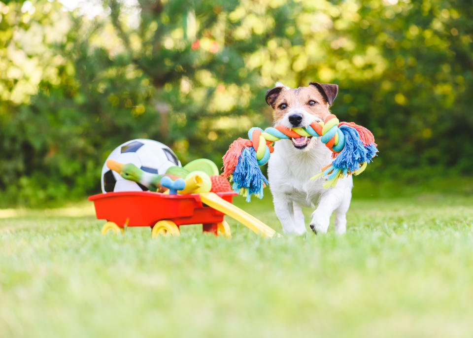 Jack Russell Terrier carrying in mouth colorful dog rope toy