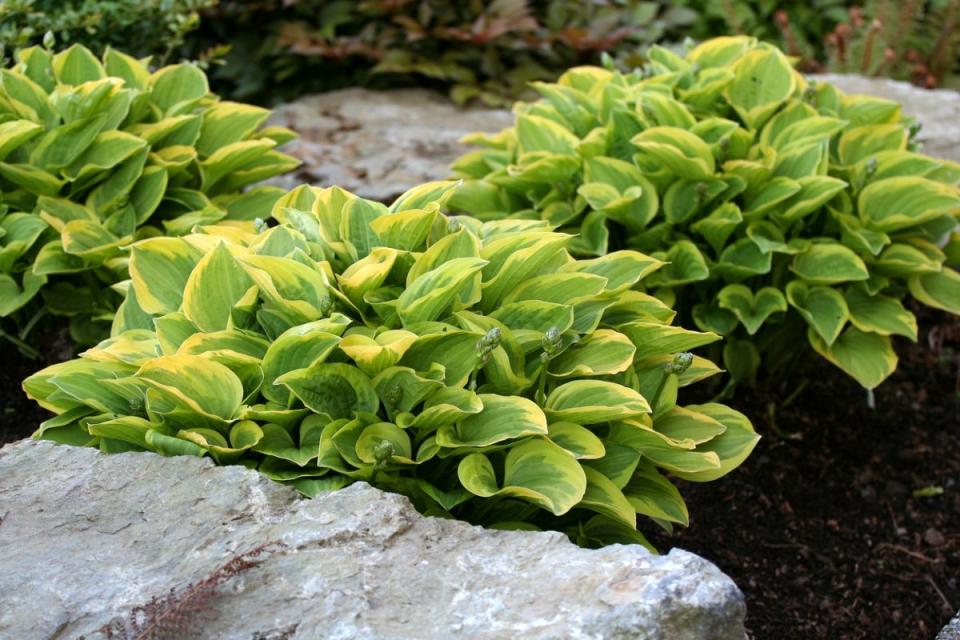 Large green hosta plants planted between rocks