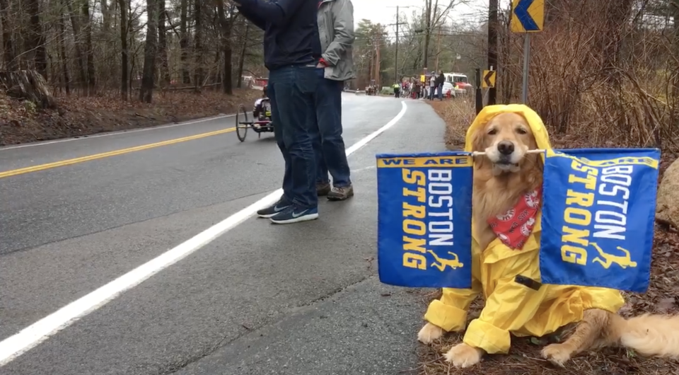 A therapy dog named Spencer attends the Boston Marathon each year to cheer on runners. This year, the local celebrity is donning a bright yellow rain coat and two 